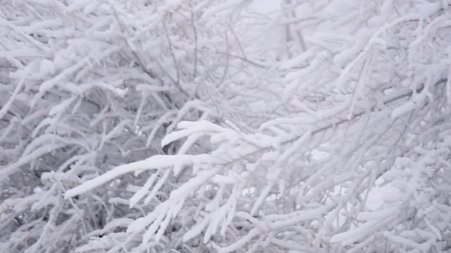 下雪的冬天。树枝上有很多雪，风轻轻摇晃。大选择聚焦。视频素材