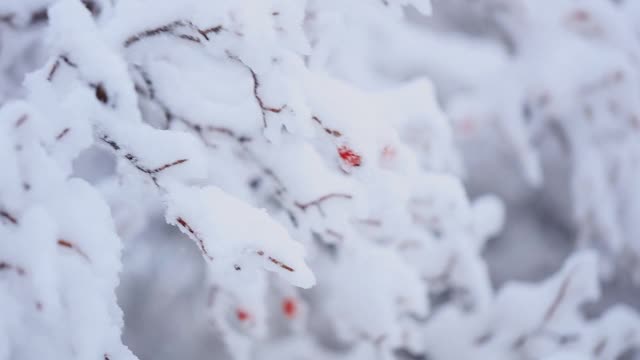 冬天的自然印花与红玫瑰与雪。灌木与选择焦点和模糊的背景。视频素材