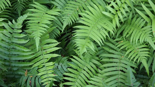 热带雨林中的蕨类植物视频素材