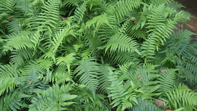 热带雨林中的蕨类植物视频素材