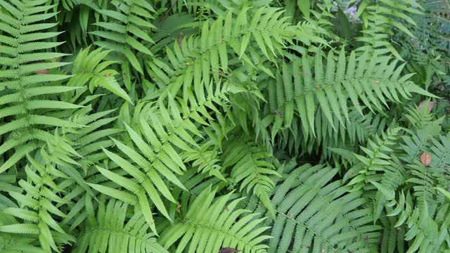 热带雨林中的蕨类植物视频素材