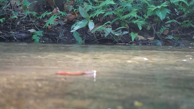 森林中的小溪和流水视频素材