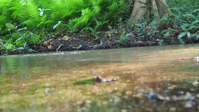 森林中的小溪和流水视频素材