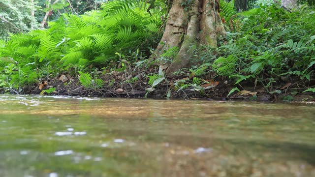 森林中的小溪和流水视频素材