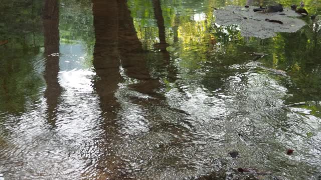 森林中的小溪和流水视频素材