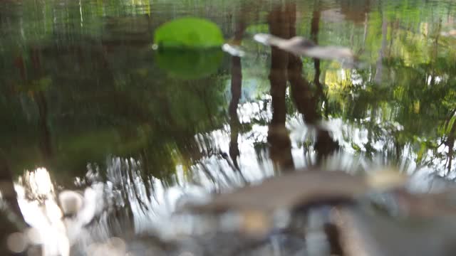 森林中的小溪和流水视频素材