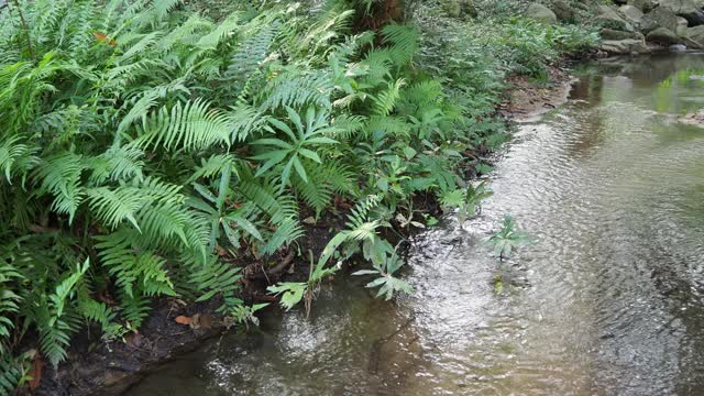 森林中的小溪和流水视频素材