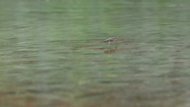 水黾，池塘溜冰者视频素材