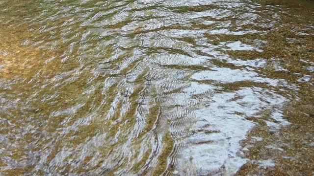 森林中的小溪和流水视频素材