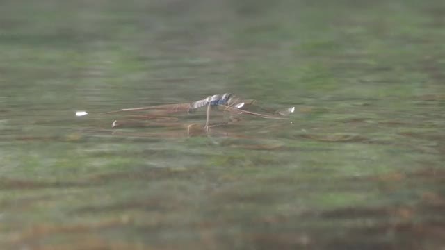 水黾，池塘溜冰者视频素材