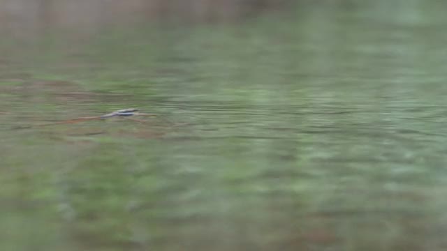 水黾，池塘溜冰者视频素材