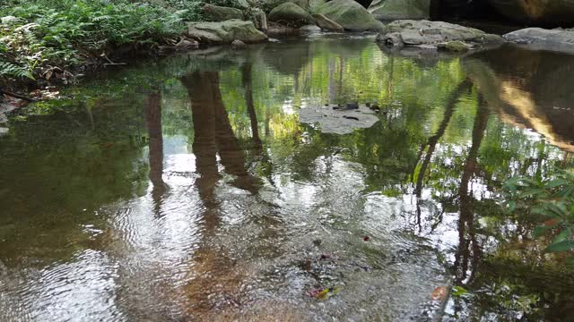 森林中的小溪和流水视频素材