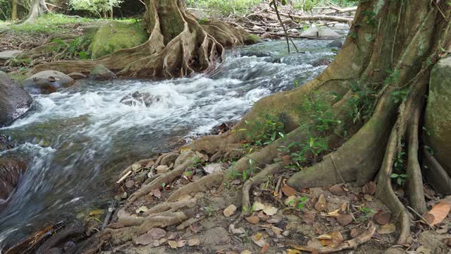 森林中的小溪和流水视频素材