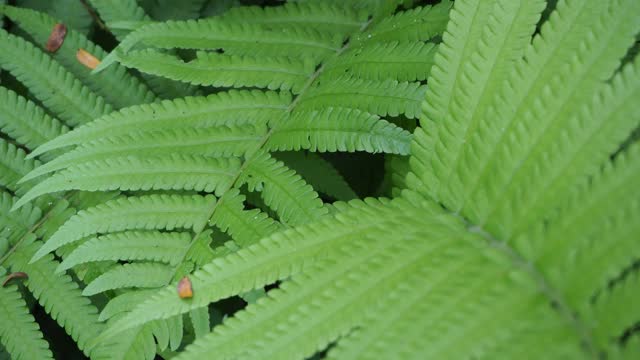 热带雨林中的蕨类植物视频素材