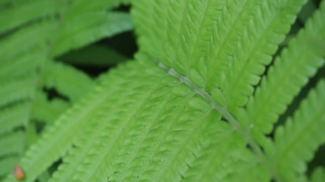 热带雨林中的蕨类植物视频素材