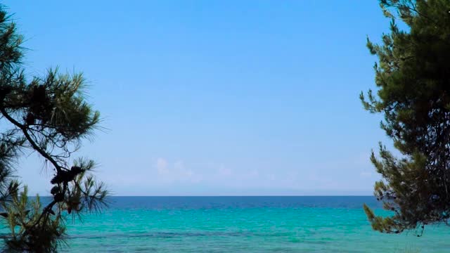 海面风平浪静，松树在风中摇曳视频素材