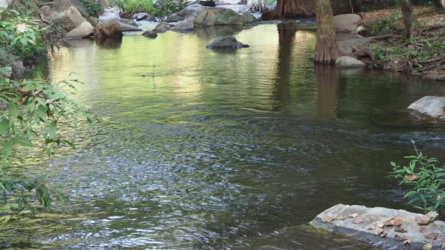 森林中的小溪和流水视频素材