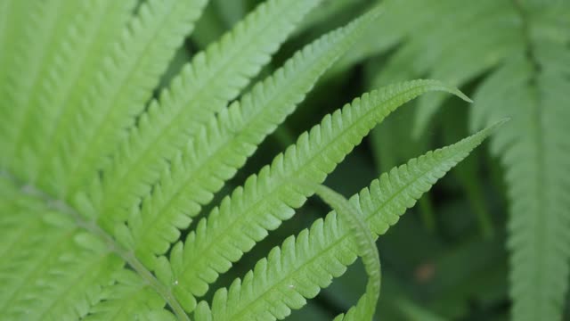 热带雨林中的蕨类植物视频素材