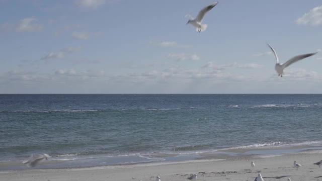 黑海海滩上的海鸥。视频素材