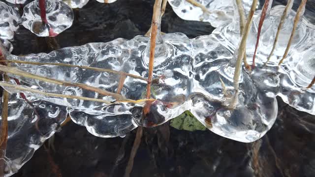 芬兰，当湖面开始结冰时，植物被冰覆盖视频素材