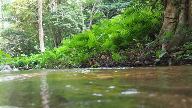 森林中的小溪和流水视频素材