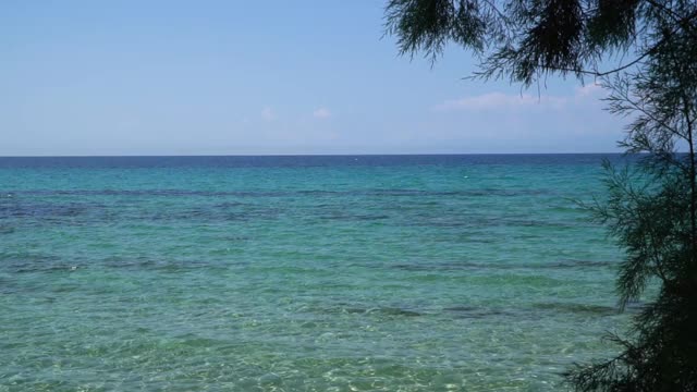 海面风平浪静，松树在风中摇曳视频素材