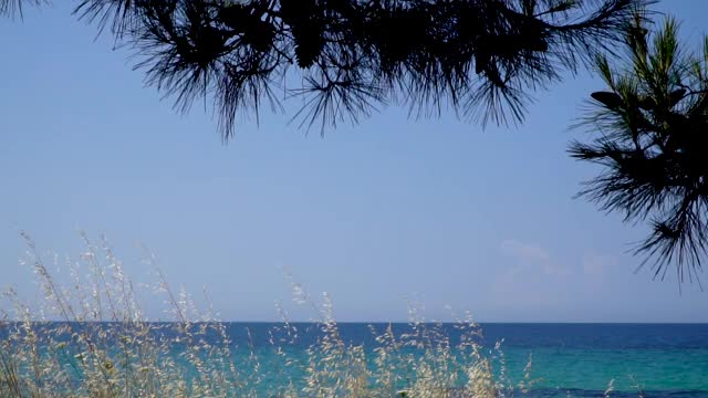 海面风平浪静，松树在风中摇曳视频素材