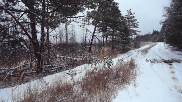 冬天的霜冻日，在美丽的雪林。视频素材