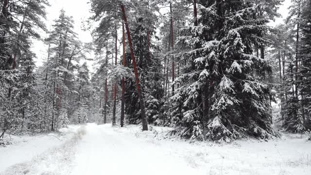 冬天的霜冻日，在美丽的雪林。视频素材