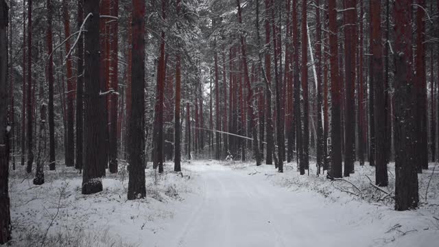 冬天的霜冻日，在美丽的雪林。视频素材