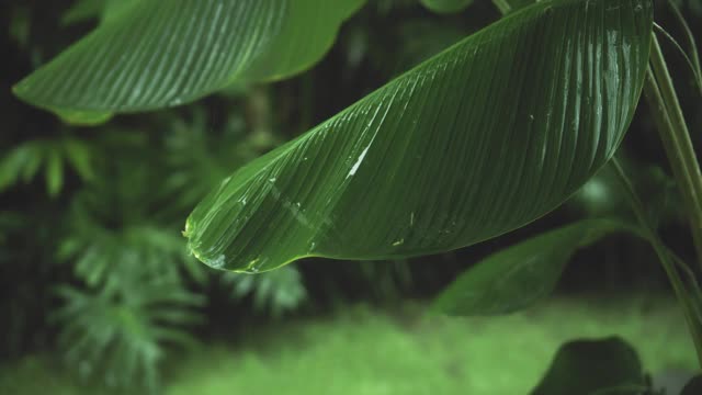 在雨季，绿色潮湿的热带树叶丛中有水滴流下来视频素材