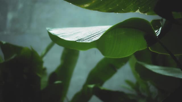 在雨季，绿色潮湿的热带树叶丛中有水滴流下来视频素材