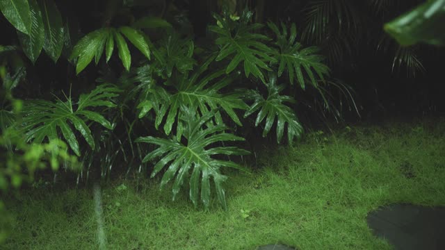 在雨季，绿色潮湿的热带树叶丛中有水滴流下来视频素材