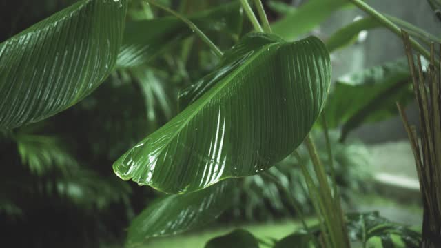 在雨季，绿色潮湿的热带树叶丛中有水滴流下来视频素材