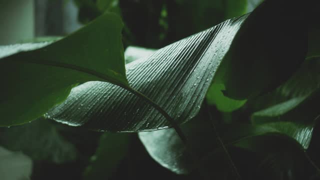 在雨季，绿色潮湿的热带树叶丛中有水滴流下来视频素材