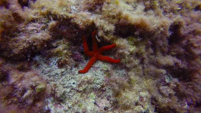 地中海的海星视频素材