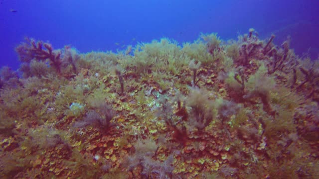 在地中海海床附近游泳的小鱼视频素材