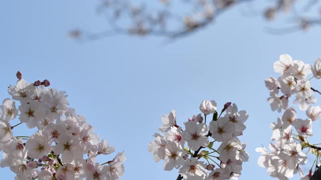 樱花。视频素材