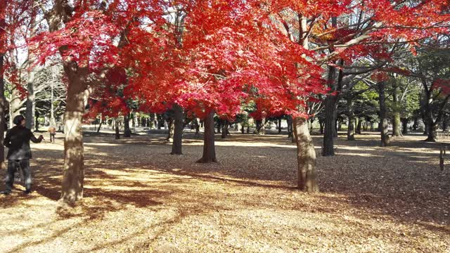 东京涩谷代代木公园的秋叶景色。视频素材