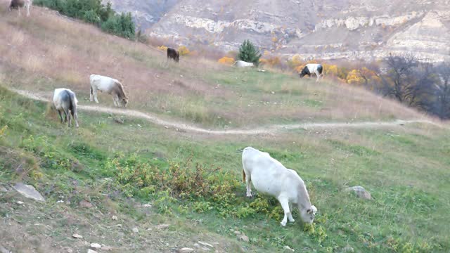 山里草地上的一群牛视频素材