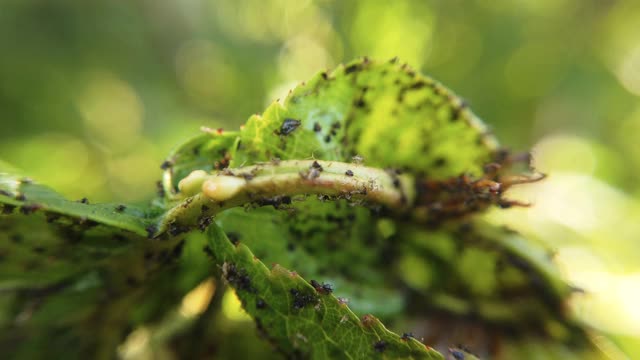 酸樱桃叶上的害虫视频下载