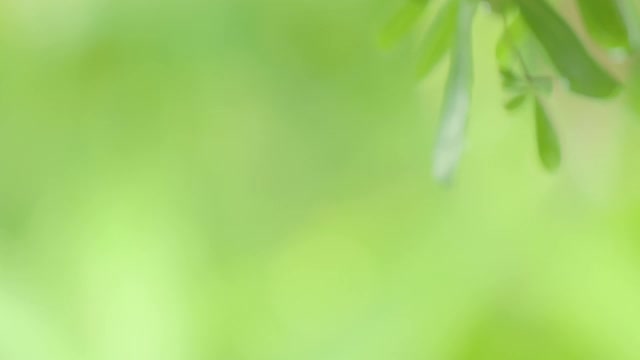 4K近距离雨在树上。近距离下雨的树叶在白天的时间。小雨洒在小树上。相机移动多莉视频素材