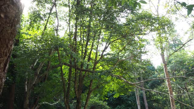 在阳光普照的雨林中仰望树木视频素材