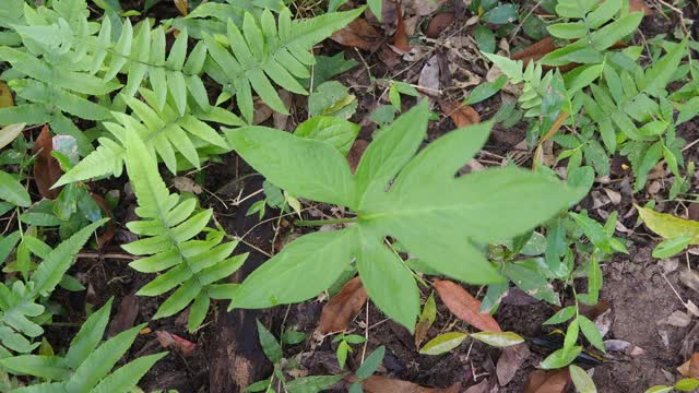 森林中的绿叶蕨类植物视频素材