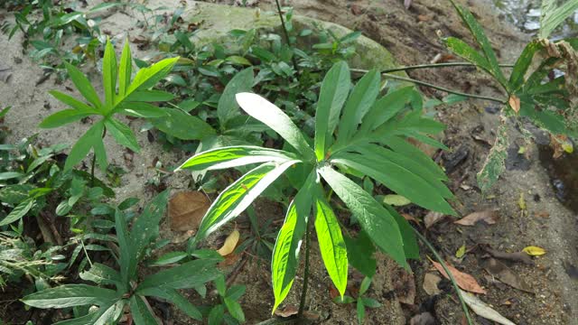 森林中的绿叶植物视频素材