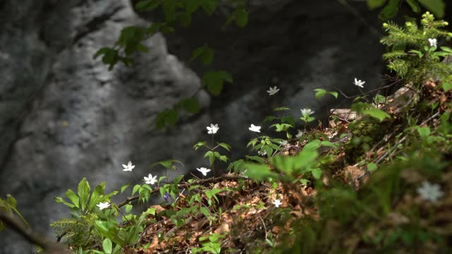 白色的银莲花在春天开花视频素材