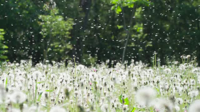 风播撒的蒲公英种子视频素材