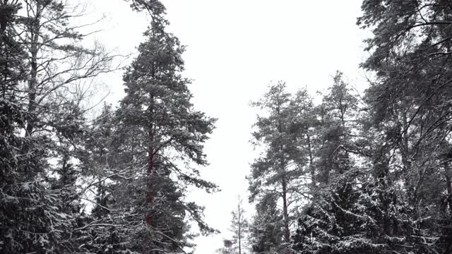 冬天的霜冻日，在美丽的雪林。视频素材