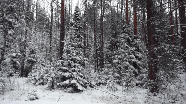 冬天的霜冻日，在美丽的雪林。视频素材