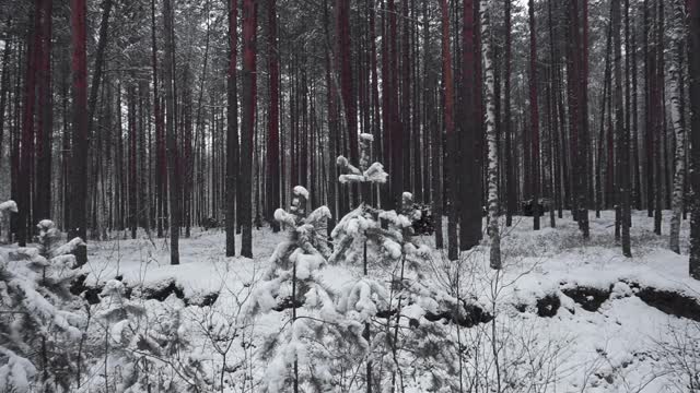 冬天的霜冻日，在美丽的雪林。视频素材